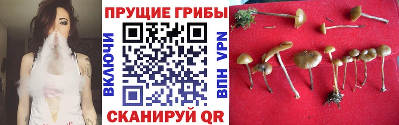 дарнет шоп  Абакан  Псилоцибиновые грибы прущие грибы 
